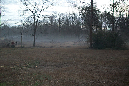 green trees thumbnail
