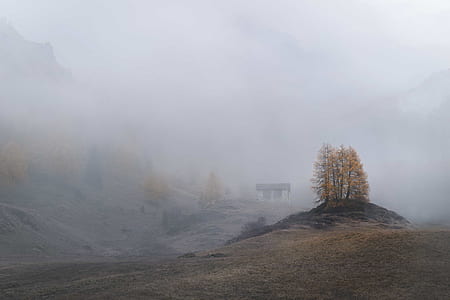 photography of brown leafed trees thumbnail