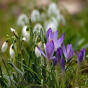 white and purple snow drop flowers thumbnail