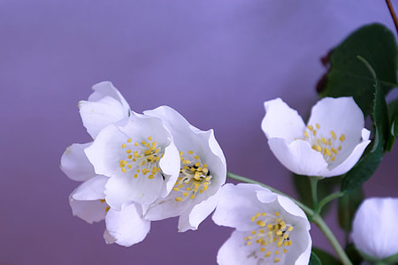 white petaled flower thumbnail