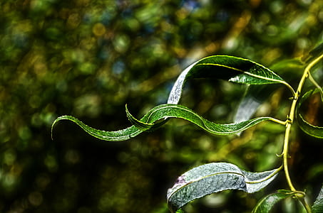 green plant thumbnail