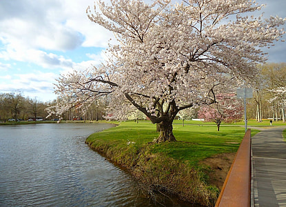 photography of brown tree near body of water during daytime thumbnail
