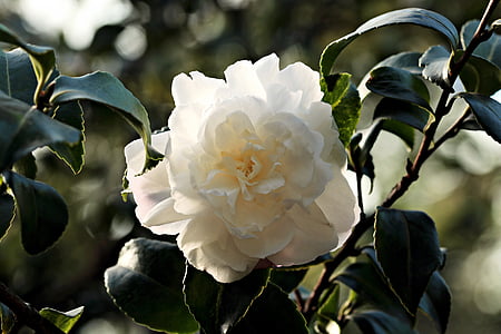 close-up photo of white Gardenia flower thumbnail