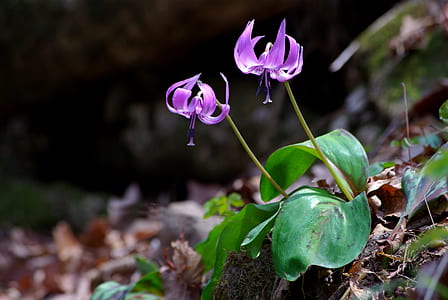close-up photo of two purple flowers thumbnail