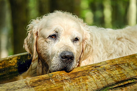 wet golden retriever beside tree trunk thumbnail