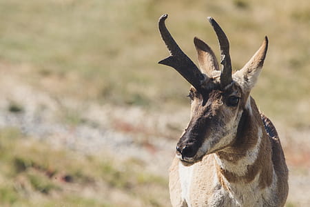 Photo Of Brown Horned Animal thumbnail