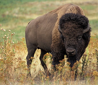 brown bison standing on green grass field during daytime thumbnail