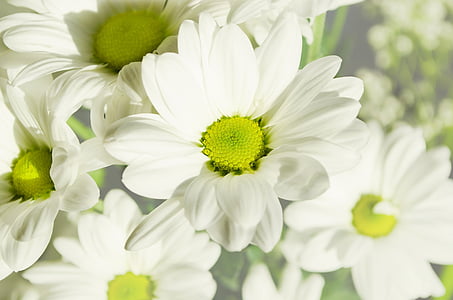 white petal flower thumbnail