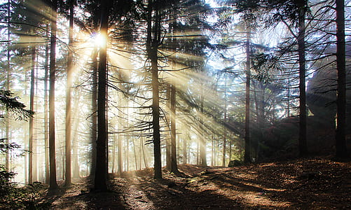 sun rays on trees thumbnail