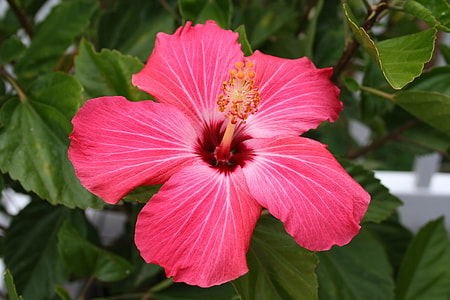 selective focus of pink hibiscus flower thumbnail