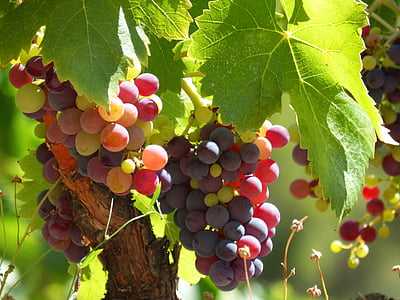 shallow focus photography of grapes thumbnail