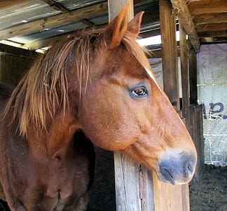 brown horse inside stable thumbnail