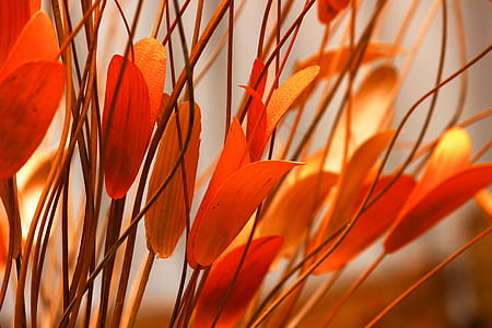 Selective Focus Photography of Orange Petaled Flowers thumbnail