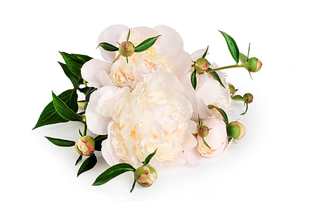 white petaled flower in white background thumbnail