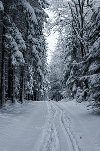 snow covered trees thumbnail