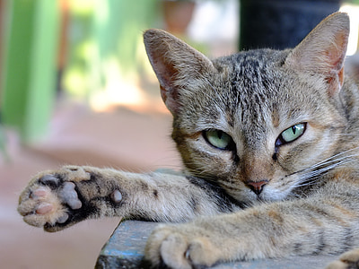 selective focus photography brown tabby cat thumbnail