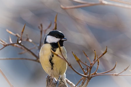 black and yellow perched on tree trunk thumbnail