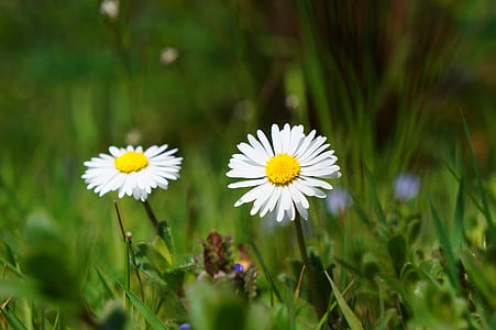 photo of two white daisy flowers thumbnail