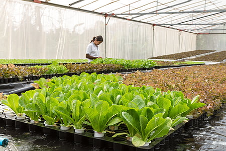 woman wearing white top tending plants during daytime thumbnail