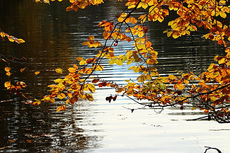 brown leaf near body of water thumbnail