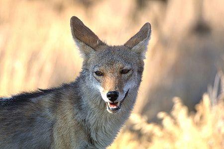 wildlife photo of gray fox thumbnail