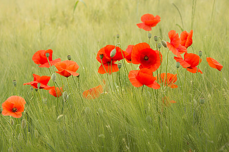 photo of red poppy flowers thumbnail