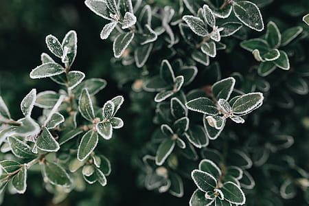 Frozen leaves & twigs thumbnail
