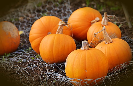 pumpkins on gray net thumbnail