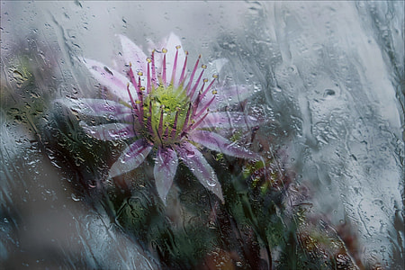 selective focus photography of purple petaled flower thumbnail