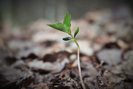 focus photo of green sprout thumbnail