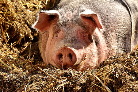 pink and black pig thumbnail