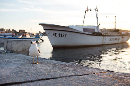 Seagull at Nessebar Port, Bulgaria thumbnail
