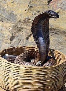 brown cobra inside wicker basket thumbnail
