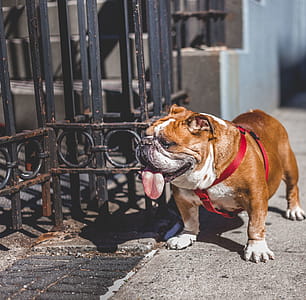 White And Brown English Bulldog thumbnail