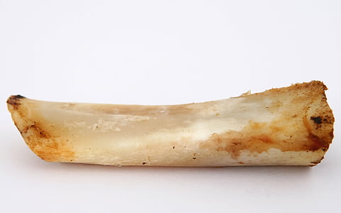 animal bone on white background thumbnail
