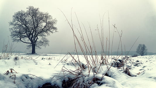 photo of bare tree and snow field thumbnail