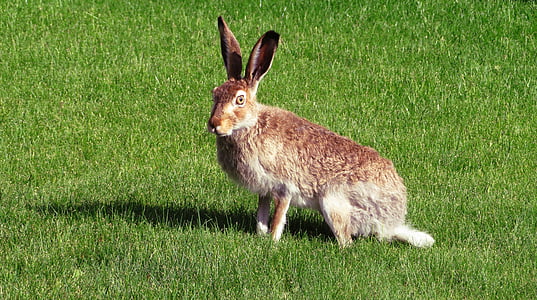 photo of brown bunny in grass field thumbnail