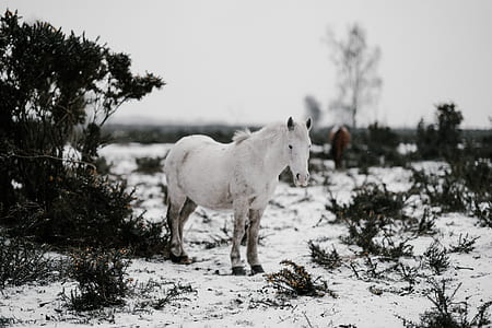 white donkey on snowfield area thumbnail