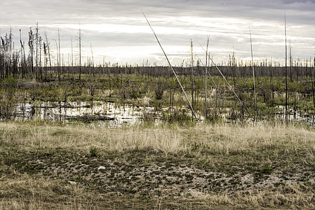Swamp landscape under cloudy skies thumbnail