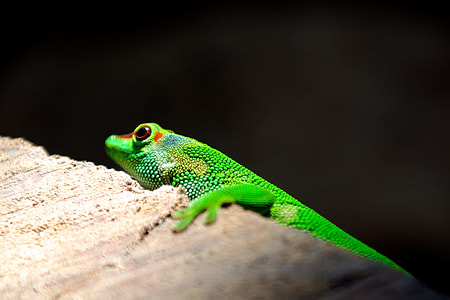 Green lizard on brown concrete wall thumbnail
