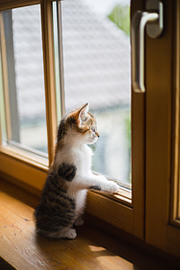 white and black kitten beside glass window thumbnail