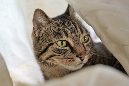 brown tabby lying on white comforter thumbnail