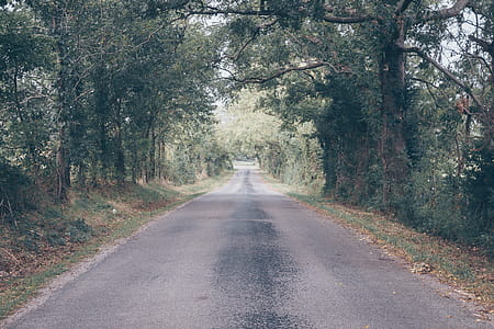 Green Leafed Trees thumbnail
