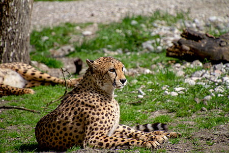 cheetah beside tree thumbnail