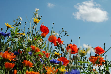 red poppy flowers in bloom at daytime thumbnail