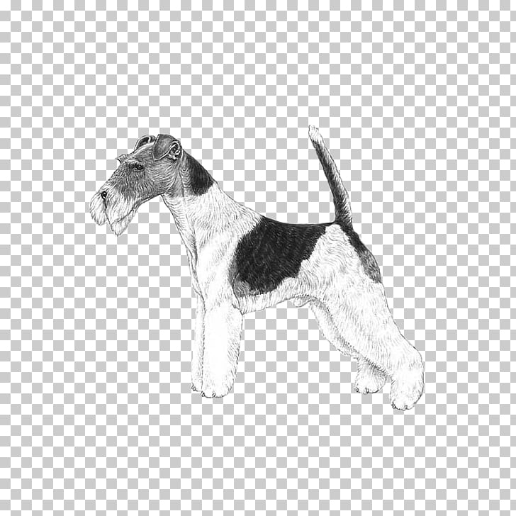 Wire Hair Fox Terrier Petit Basset Griffon Vendeen Dog Breed Grand