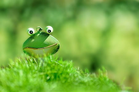 selective focus of green frog at daytime thumbnail