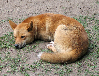 Sleeping Dingo - Canis lupus dingo thumbnail