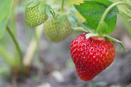 closeup photo of strawberry fruit thumbnail