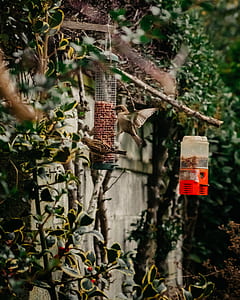 brown sparrow eating food thumbnail